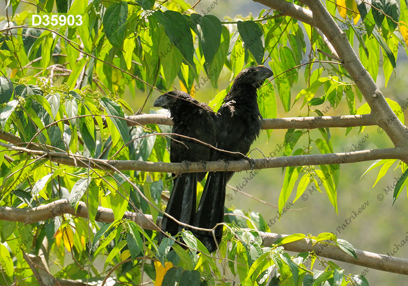 Smooth-billed Ani (Crotophaga ani)